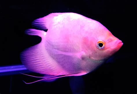 紅龍位|金魚&水族快訊Goldfish & Aquarium Messages